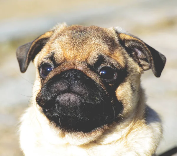 Schattig pug puppy portret — Stockfoto