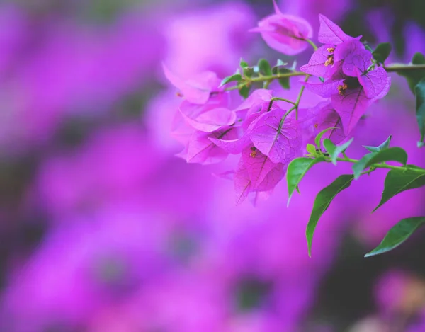 Paarse bloemen achtergrond — Stockfoto