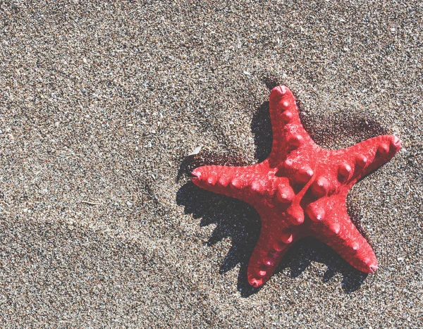 Rode zee ster op zand achtergrond — Stockfoto
