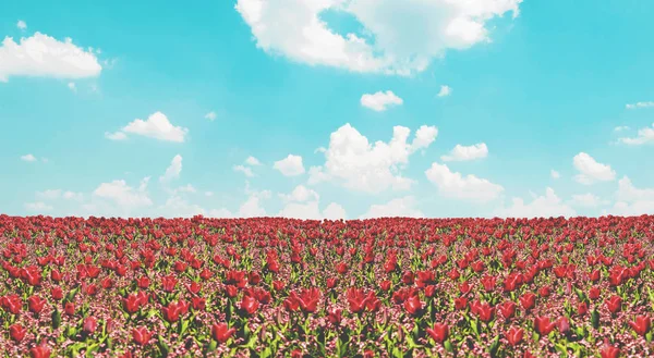 Campo de tulipas vermelho e paisagem céu azul — Fotografia de Stock