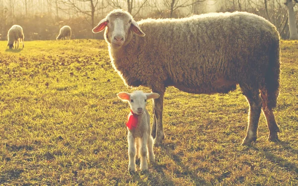 Овчини та баранини — стокове фото