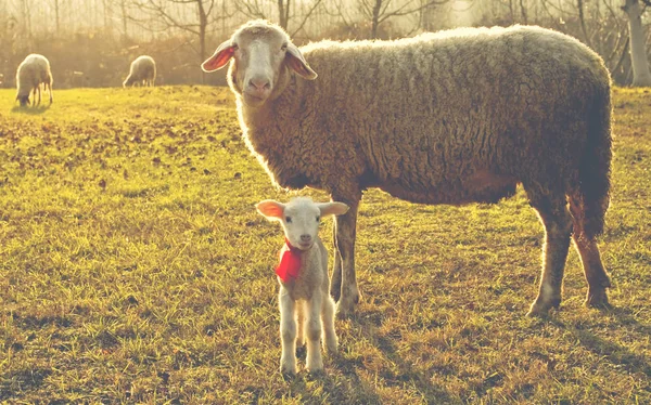 Sheep and lamb — Stock Photo, Image