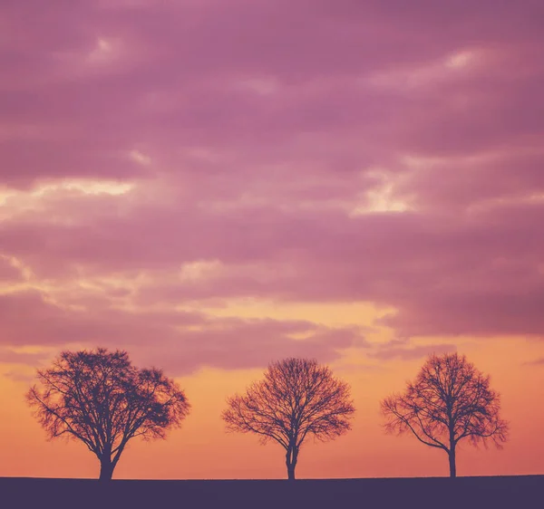 Tres árboles contra nubes púrpuras — Foto de Stock