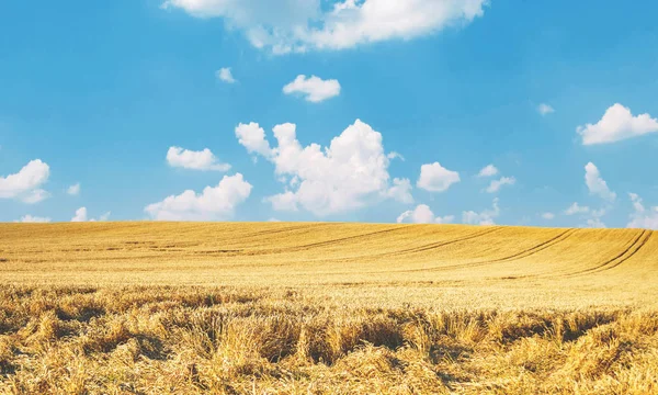 Vetefält och blå himmel — Stockfoto