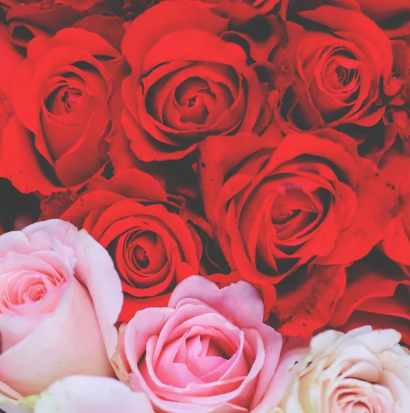 Branco e vermelho rosas fundo — Fotografia de Stock