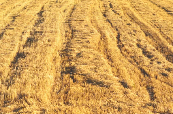 Weite Sicht auf Weizenfeld — Stockfoto