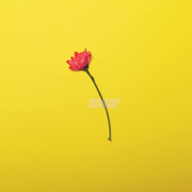 Sarı pastel arka planda - Minimal fl bantlanmış taze kırmızı çiçek
