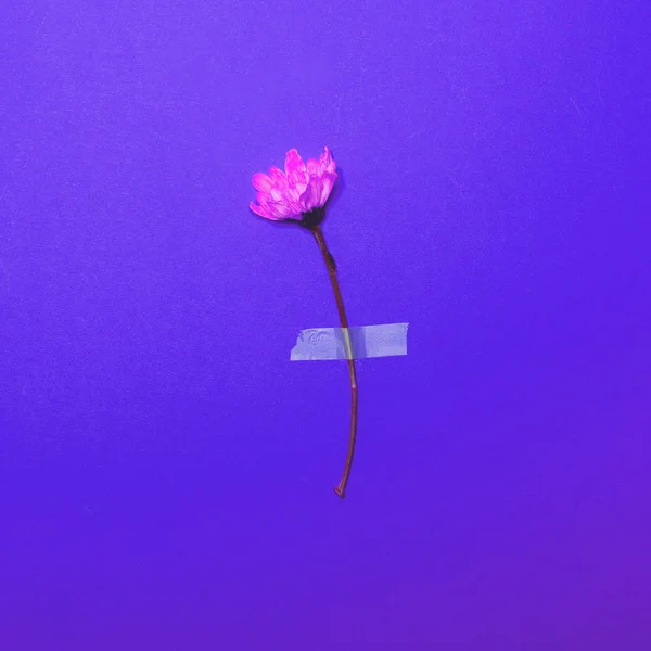 Verse roze bloemen geplakt op paarse pastel achtergrond - minimale f — Stockfoto