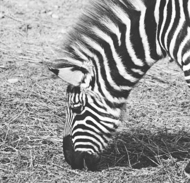 Zebra - siyah ve beyaz mat sesi