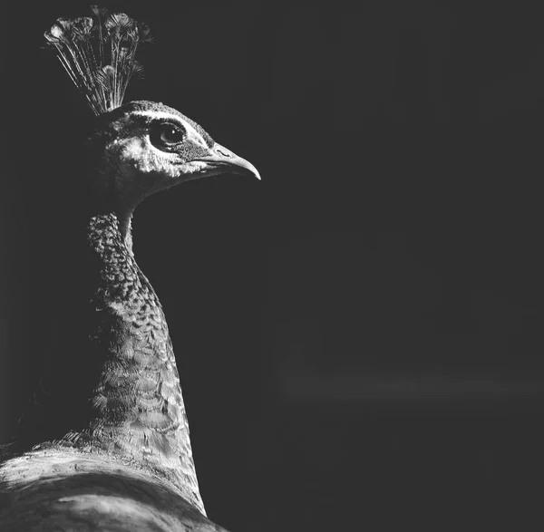 Tavus kuşu portre - siyah ve beyaz mat sesi — Stok fotoğraf