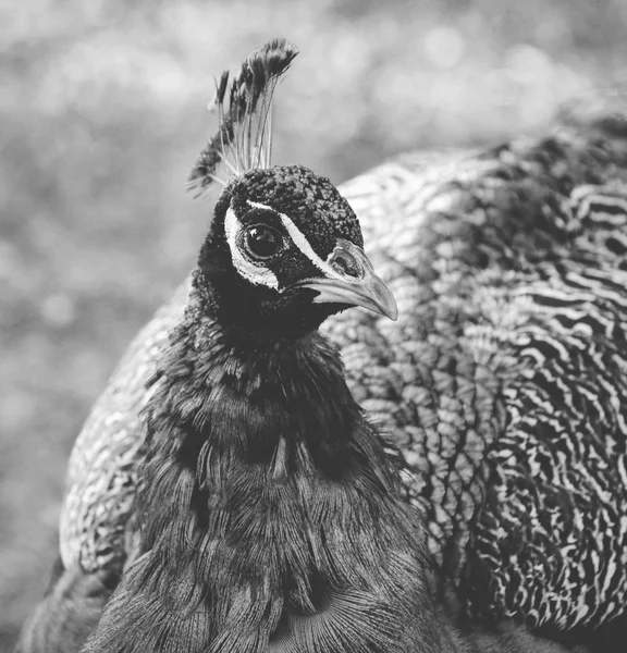 Güzel Hint tavuskuşu - siyah ve beyaz mat sesi portresi — Stok fotoğraf