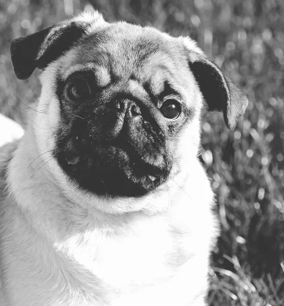 Cute pug portrait - Black and white matt tone — Stock Photo, Image