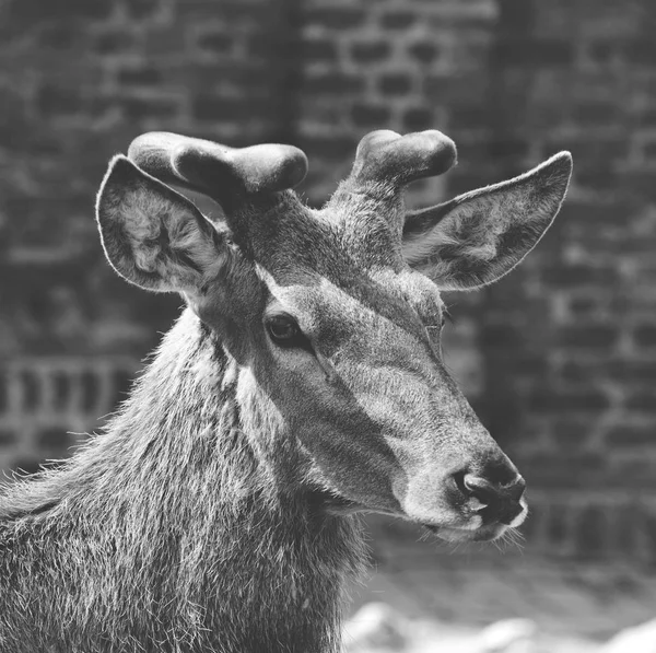 Reindeer portrait - Black and white matt tone — Stock Photo, Image