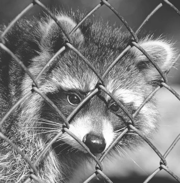 Mapache en una jaula - Blanco y negro mate tono —  Fotos de Stock