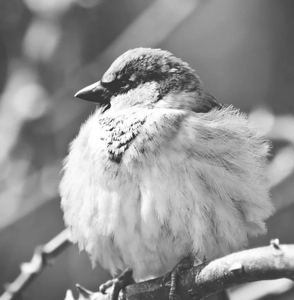雀 - 黒と白マット トーン — ストック写真