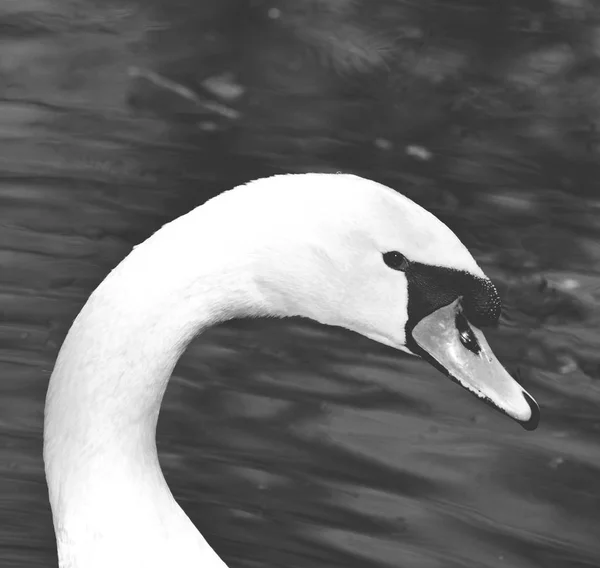 Beautiful white swan portrait - Black and white matt tone — Stock Photo, Image