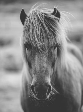 Portrait of Icelandic horse in black and white clipart