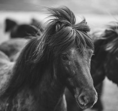 İzlandalı atlar siyah beyaz portre