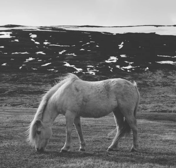 Portrait de cheval islandais en noir et blanc — Photo