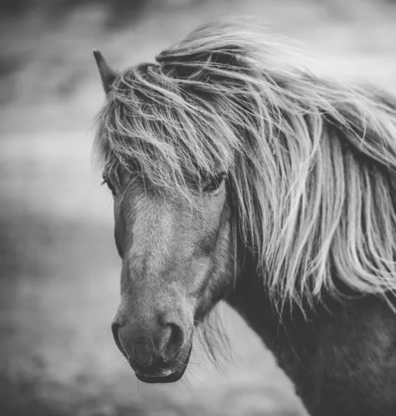 Portrait of Icelandic horse in black and white — Stock Photo, Image