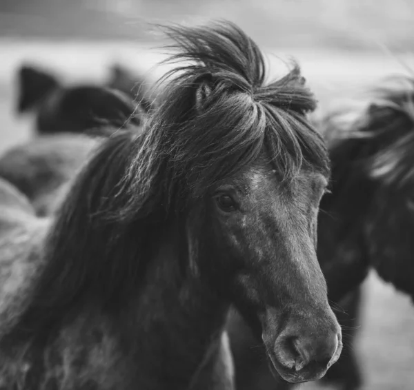 Portrait of Icelandic horses in black and white — Stock Photo, Image