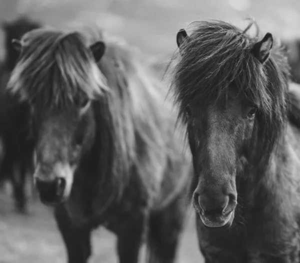 Portrét islandských koní v černé a bílé — Stock fotografie