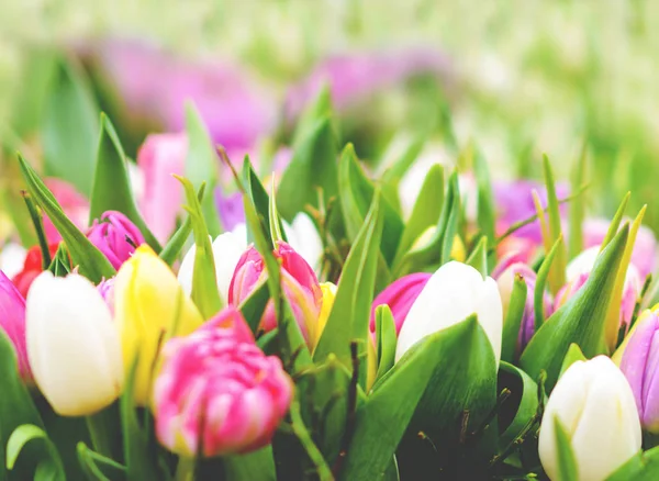 Tulpen geplaatst close-up — Stockfoto