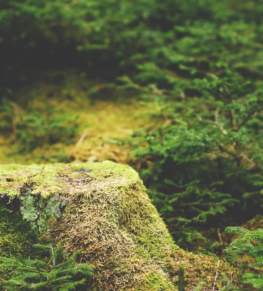 Der Urwald mit bemoostem Boden — Stockfoto