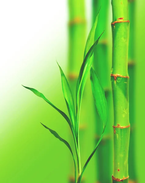 Bamboo Background Conceptual Floral Backdrop — Stock Photo, Image