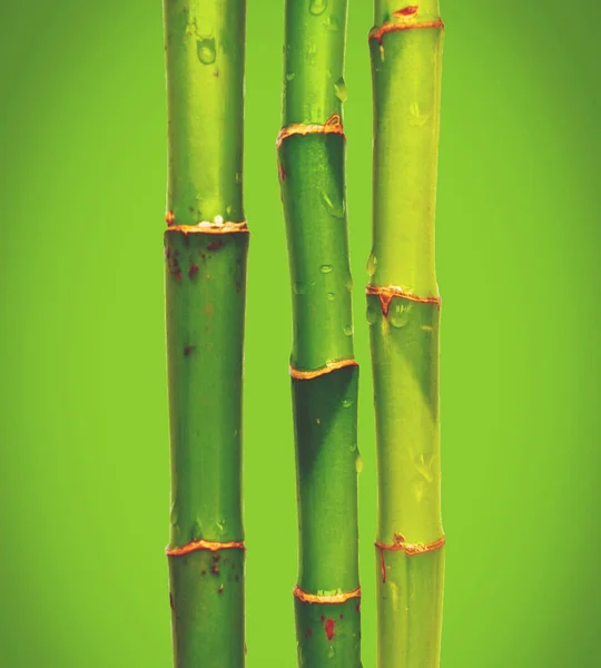 Bamboo Green Bokeh Background — Stock Photo, Image