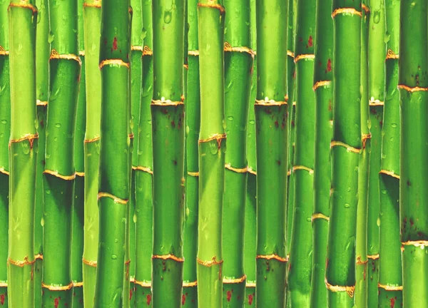 Bamboo Background Conceptual Floral Backdrop — Stock Photo, Image