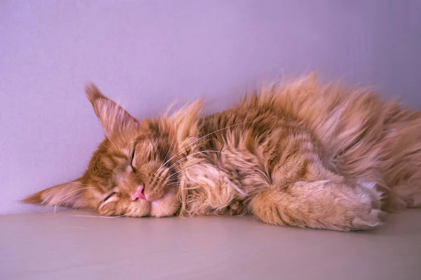 Portrait of a sleeping cat in purple tones. A young large red ma