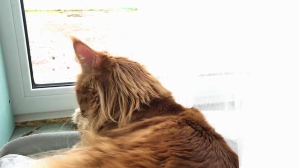 Eine Große Rote Marmorkokonkatze Liegt Fenster Neben Einem Weißen Tüll — Stockvideo