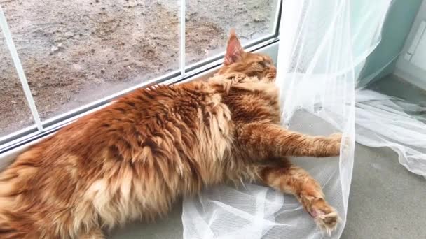 Eine Große Rote Marmorkokonkatze Liegt Fenster Neben Einem Weißen Tüll — Stockvideo