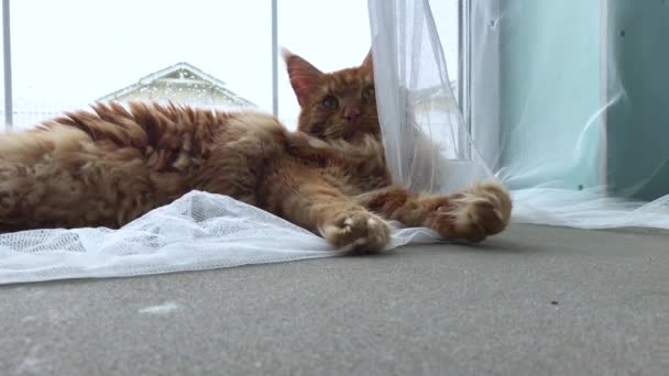 Große Rote Marmorkokatze Liegt Fenster Auf Einem Weißen Tüll Vorhang — Stockvideo