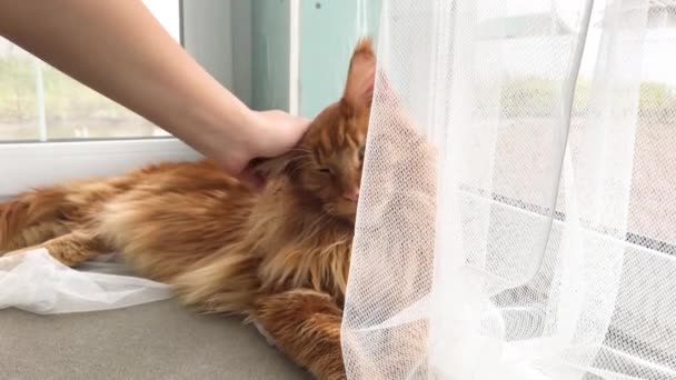 Große Rote Marmorkokonkatze Liegt Fenster Auf Einem Weißen Tüll Vorhang — Stockvideo