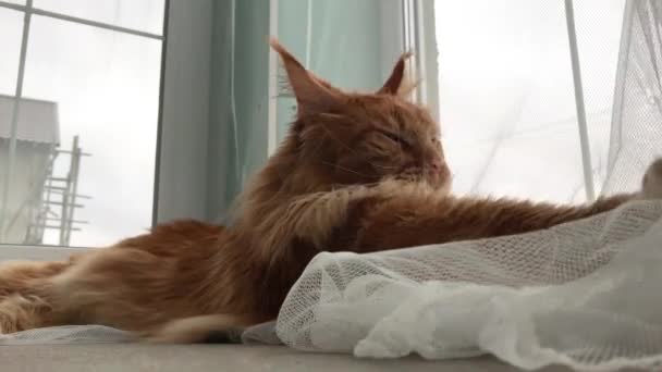 Stor Röd Marmor Maine Coon Katt Ligger Vid Fönstret Vit — Stockvideo