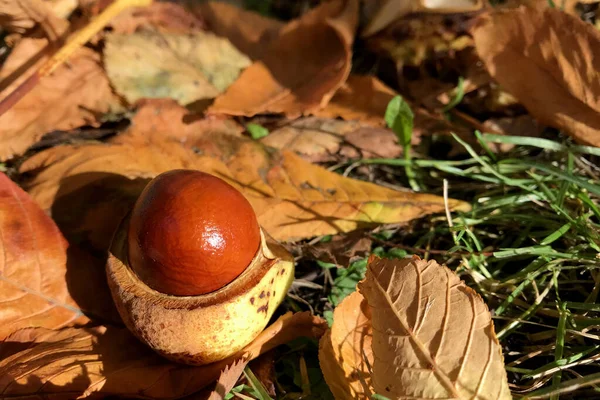 Bright natural autumn background in warm colors in sunlight. Close-up of chestnut fruit on carpet of golden maple leaves — ストック写真