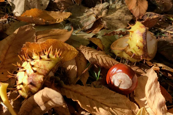 Bright natural autumn background in warm colors in sunlight. Close-up of chestnut fruit on carpet of golden maple leaves — Stok fotoğraf