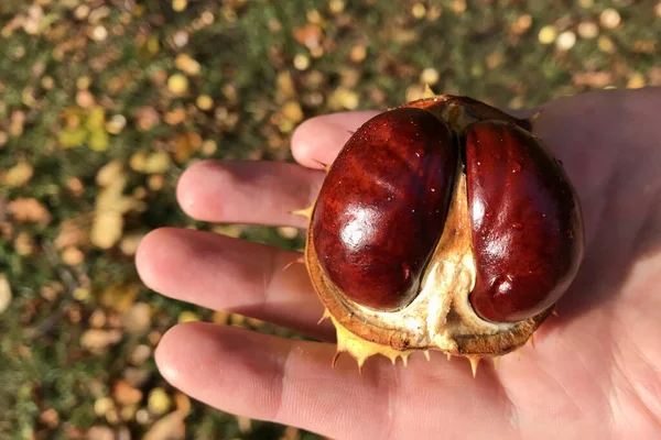 Akçaağaç yapraklarından oluşan sonbahar halısının arka planında ellerinde olgun kabuklu kestane meyvesi var. — Stok fotoğraf