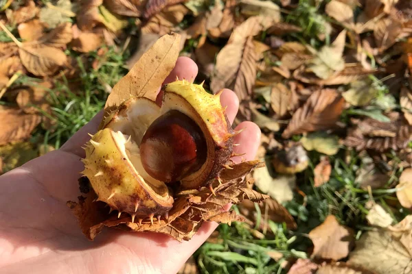 太陽の光の下でカエデの葉の秋のカーペットの背景に手に熟した殻栗の実 — ストック写真