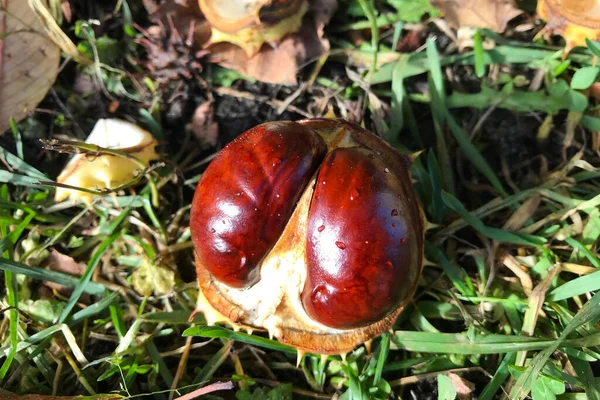 熟した殻栗の果実は、太陽の下で公園内のカエデの葉や草の秋のカーペットの上にあります — ストック写真