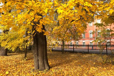 Sonbahar manzarası. Güneşli bir günde parktaki yaşlı bir ağacın etrafındaki sarı akçaağaç yapraklarının yan görüntüsü.
