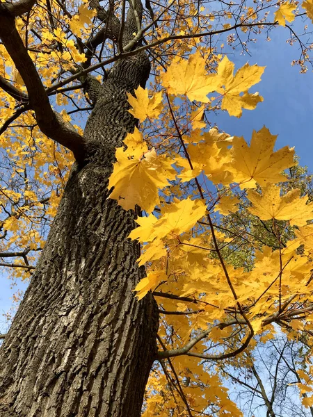 Paisaje dorado otoñal. Vista de un viejo árbol de arce con hojas amarillas contra un cielo azul brillante en el parque en un día soleado — Foto de Stock