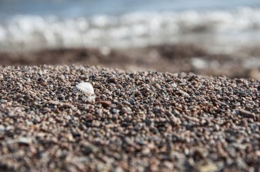 Kumsalda deniz kabuğu