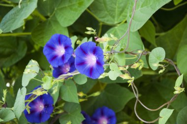 Görüntü tam renkli Petunya Petunya boş çiçek