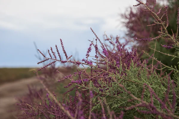 Bright shrub blooms in the desert — Stock Photo, Image