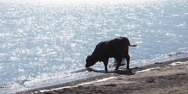 Cow drinks water from lake — Stock Photo, Image