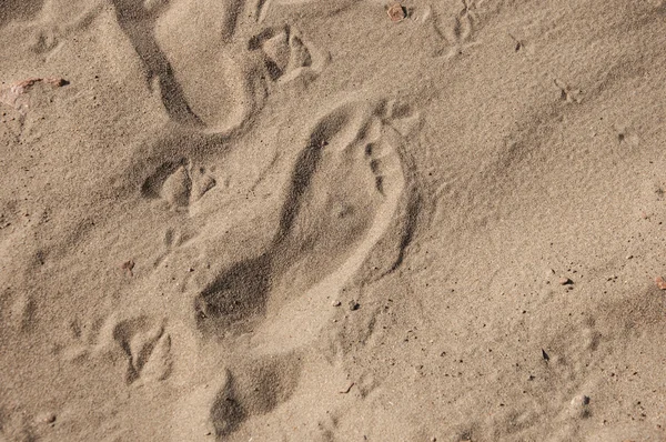 Impronte in sabbia sulla spiaggia — Foto Stock