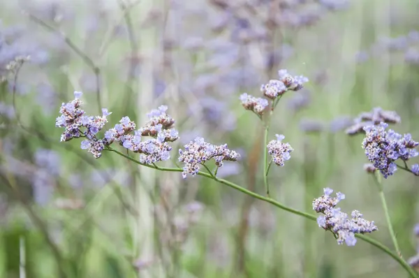 Bel prato estivo con fiori selvatici — Foto Stock